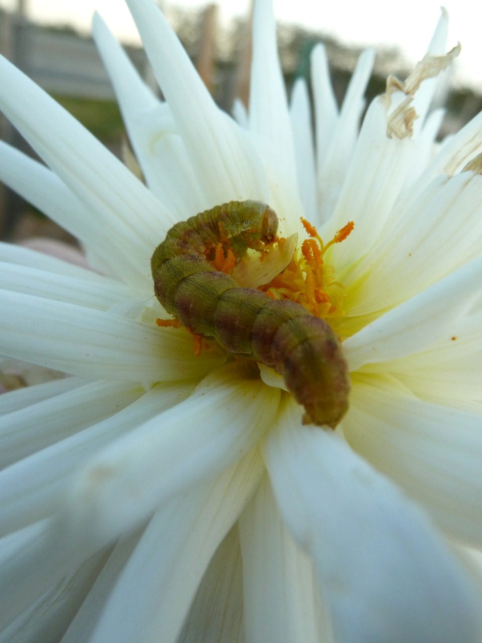 Outside Now What's Eating My Dahlia?