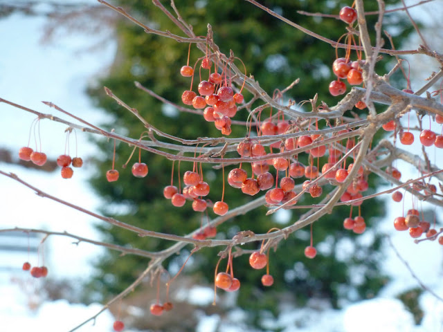 Red Crabapples in December at Brooklyn Botanic