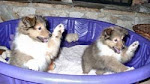 Cute Sheltie Pic Collection