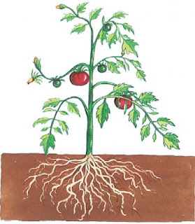 Ciencias Las Plantas Angioapermas