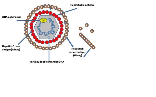 The Virology Blog Specific Viral Families Hepadnaviridae