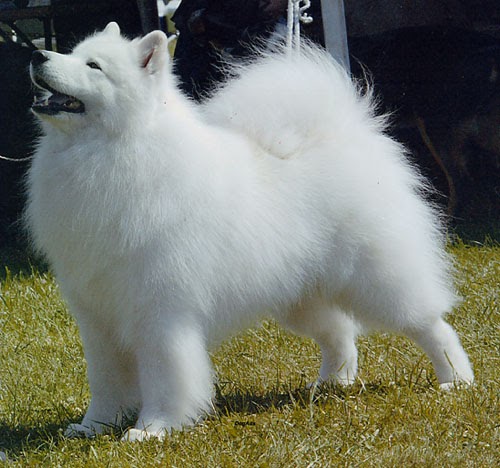My Pets Me Samoyed Dog