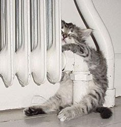 kitten-hug-radiator.jpg