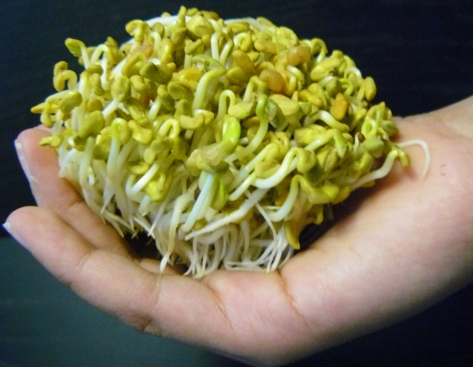 Sprouted Fenugreek