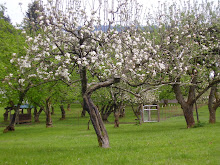 APPLE TREES IN BLOOM!