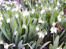 SNOW DROPS