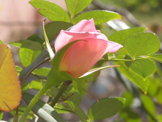 textos de amor. textos de amor.