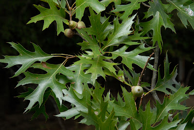 pursuit hunting tree id pin oak make family tree chart