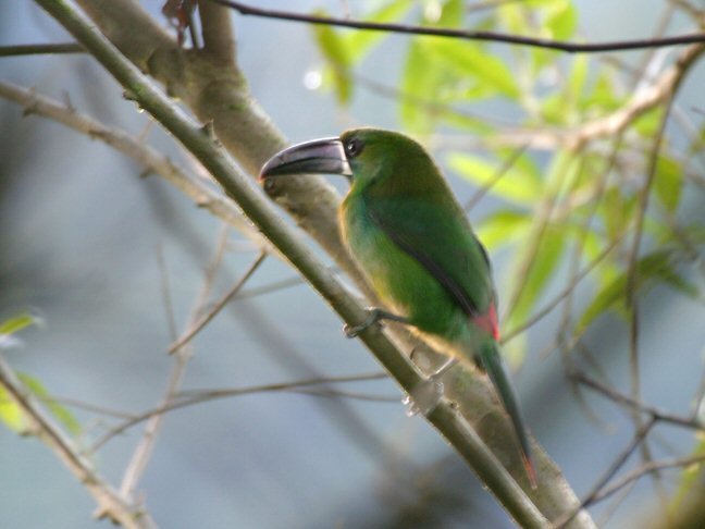 TUCANCITO COLIROJO