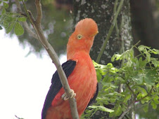 GALLITO DE ROCA