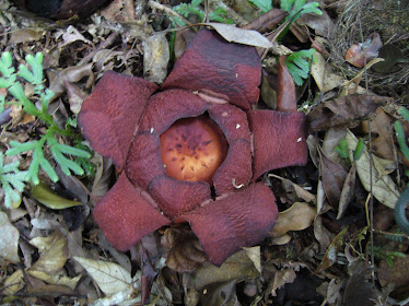 RAFFLESIA BATANG GADIS