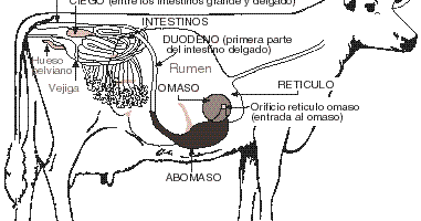 vaca digestivo