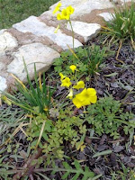 erva-azeda (Oxalis corniculata)