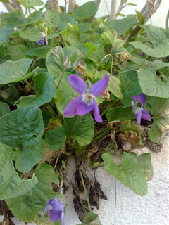 Viola Odorata