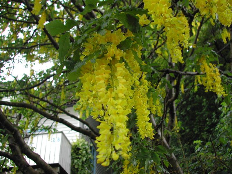 [DSCN4181+(Medium).JPG]