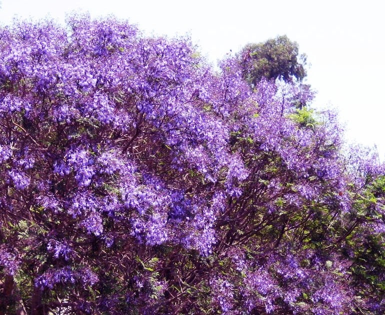 purple tree purple tree