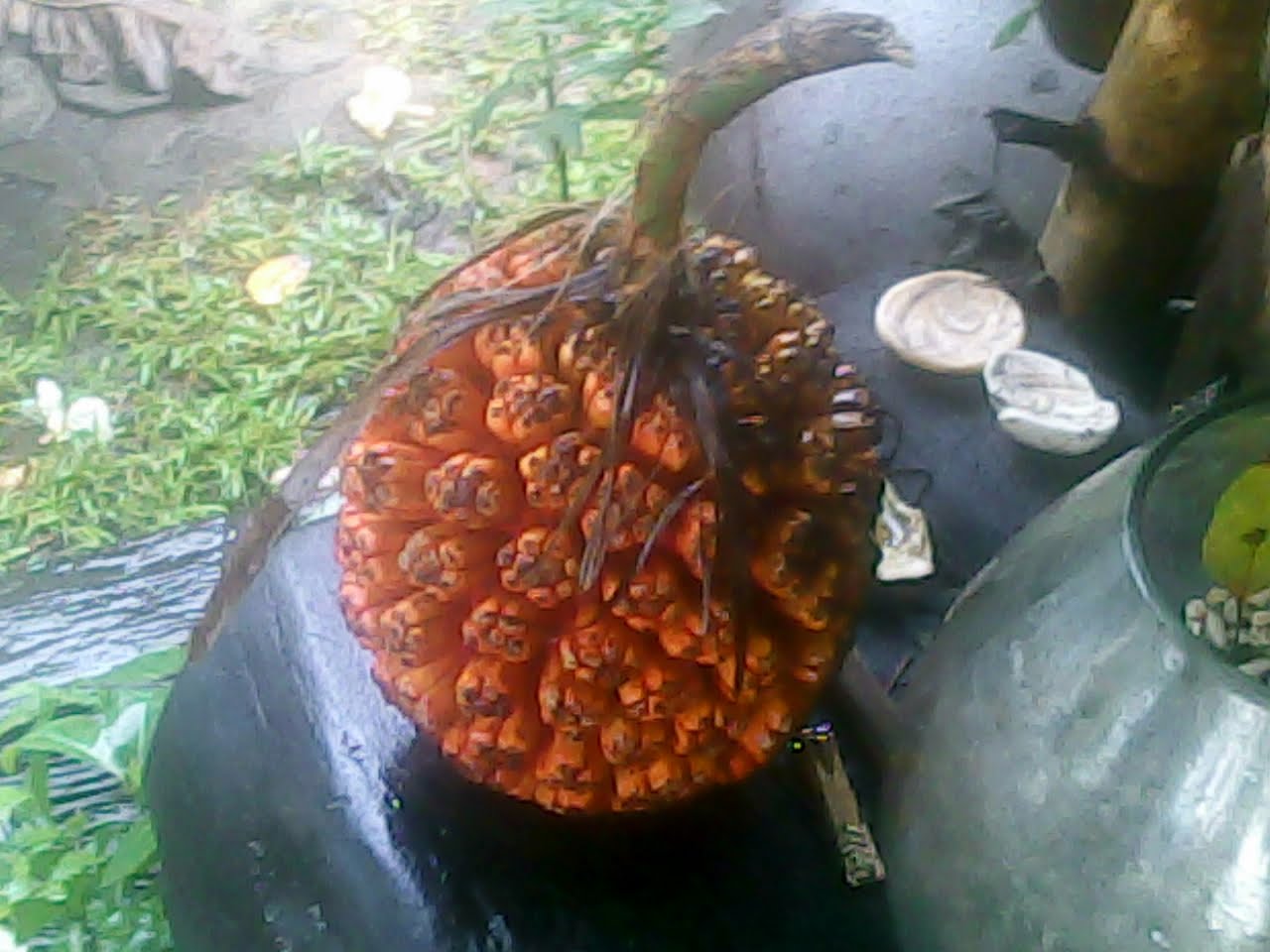 The Quack Chef The Pandan Fruit