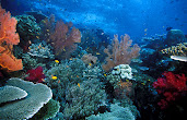 #21 Coral Reef Wallpaper