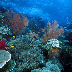 keindahan bawah laut indonesia keindahan bawah laut indonesia