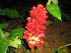 Ginger Flower