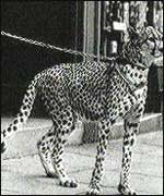 KENT BIG CAT RESEARCH: The Dangerous Wild Animals Act 1976