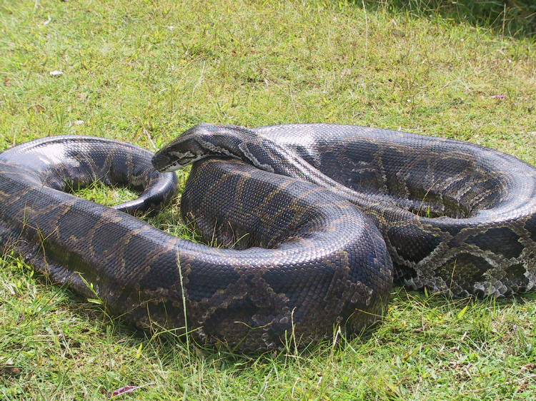 Black anaconda dick