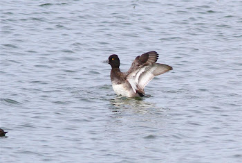 Lesser Scaup by Max Silverman