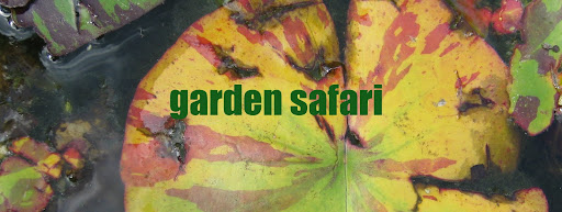 Garden Safari