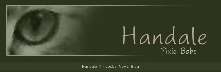 Handale Pixiebobs News Blog