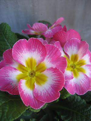 Pink Primrose
