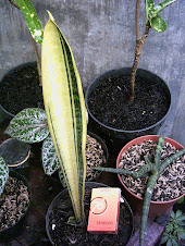 Sansevieria Mutasi? (code242)