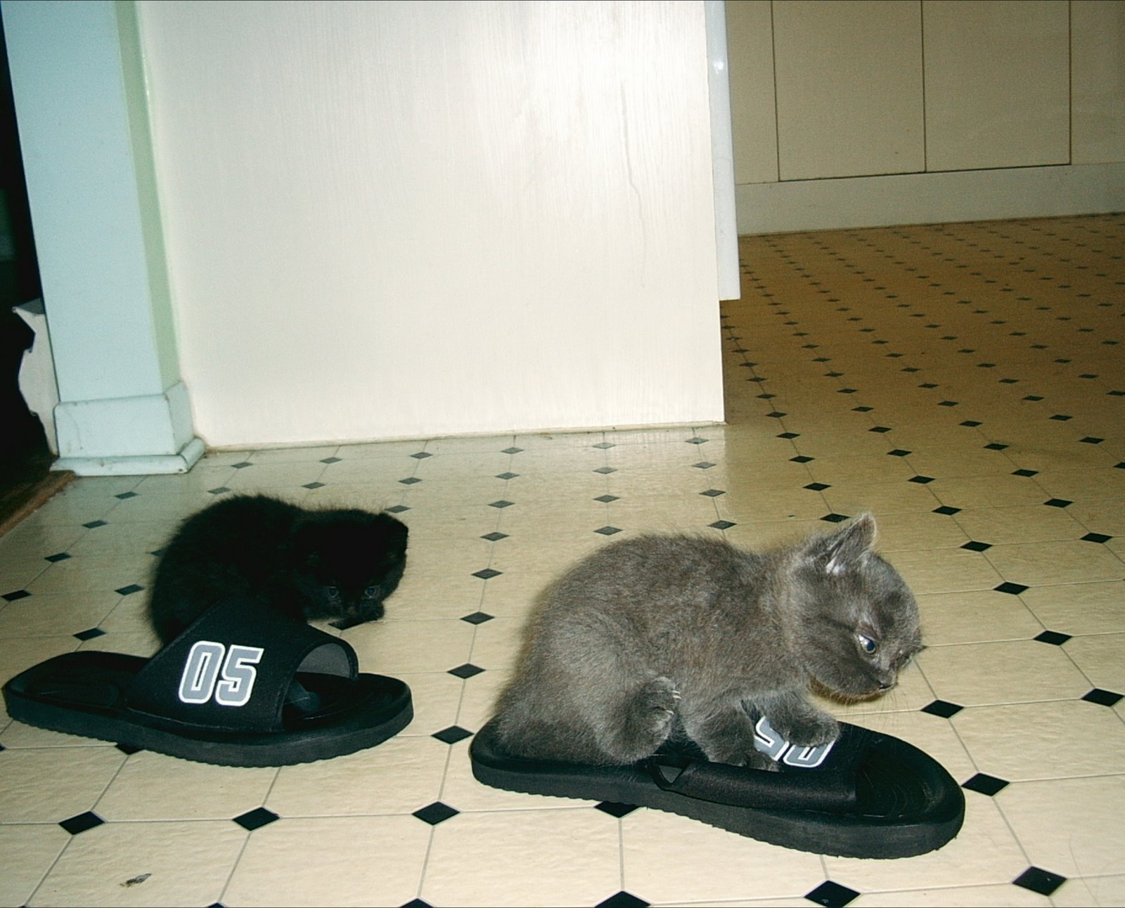 [kitty2.JPG]