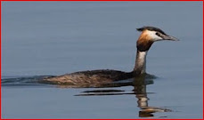 crested grebe
