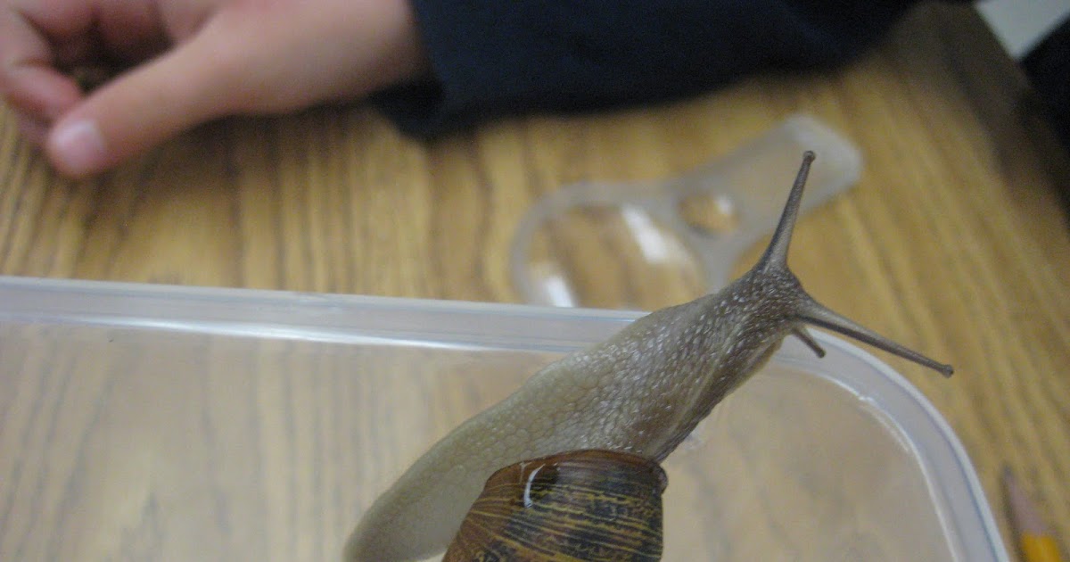 Finally in First Live Snail Lab!