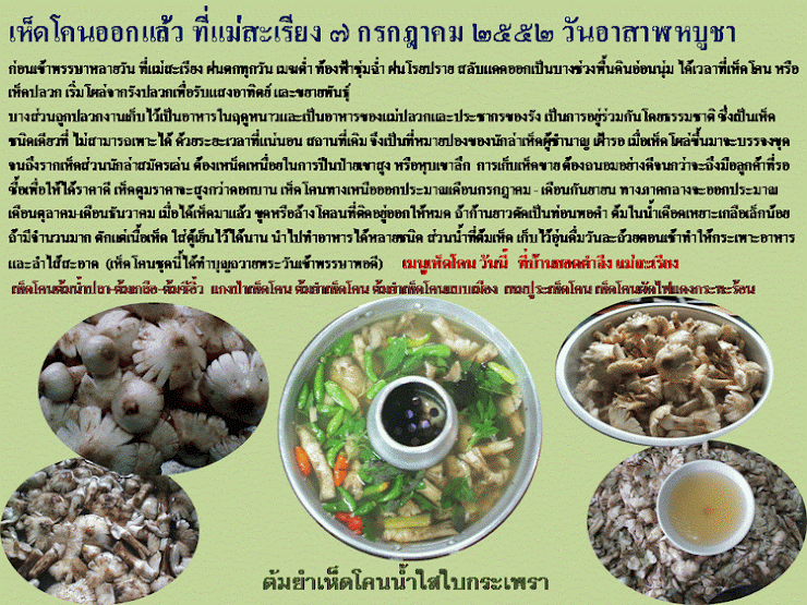 เห็ดโคนออกรับเข้าพรรษา ที่ แม่สะเรียง