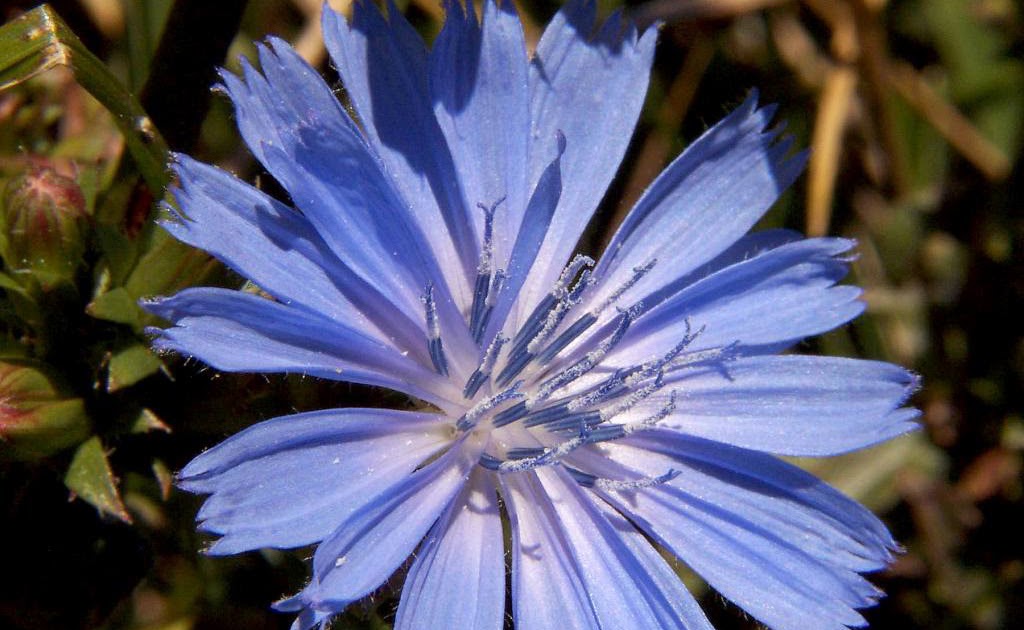 live green...naturally!: The Chicory Coffee Capitol of America