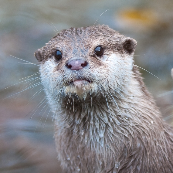 Otters Diet