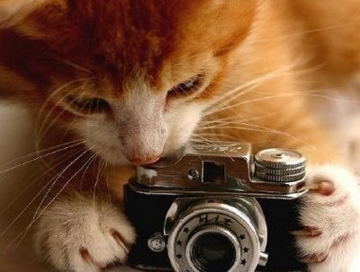 Concurso "  Arte de Fotografar "  para amadores