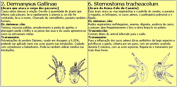 Canaril Gravataiense: Doenças e Prevenções