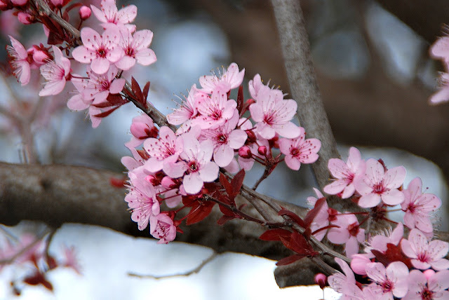 CIRUELO ROJO - BOTÀNIC SERRAT