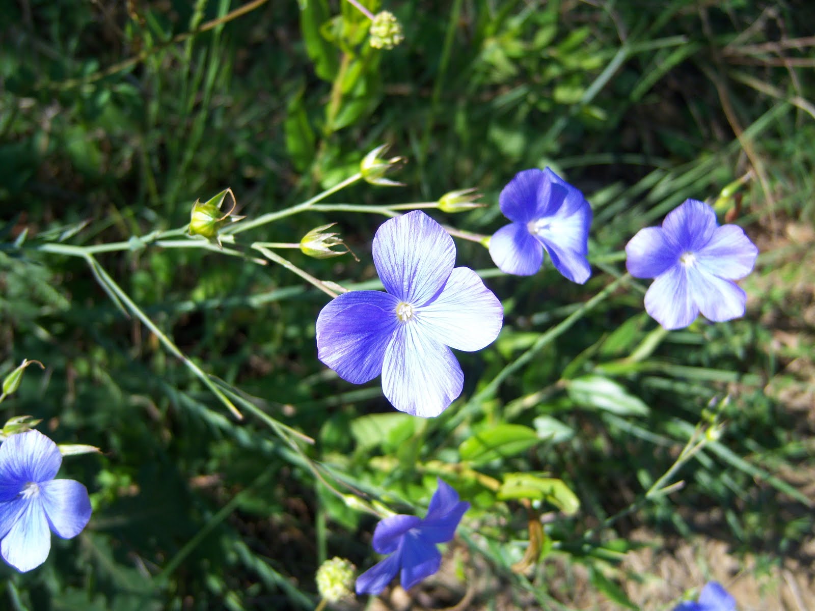 [Linum+narbonense+(lino+azul).JPG]