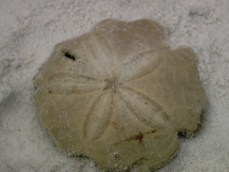 The Sand Dollar Legend