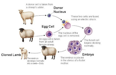 meat cloned cultured cloning difference between concepts 2010