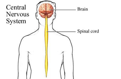 Discussion About The Nervous System. - ADD Forums - Attention Deficit