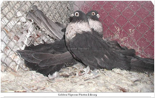 Deutsch Tauben Nice Pair Of Egyptian Swift Rehani