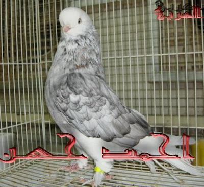 long face pigeon