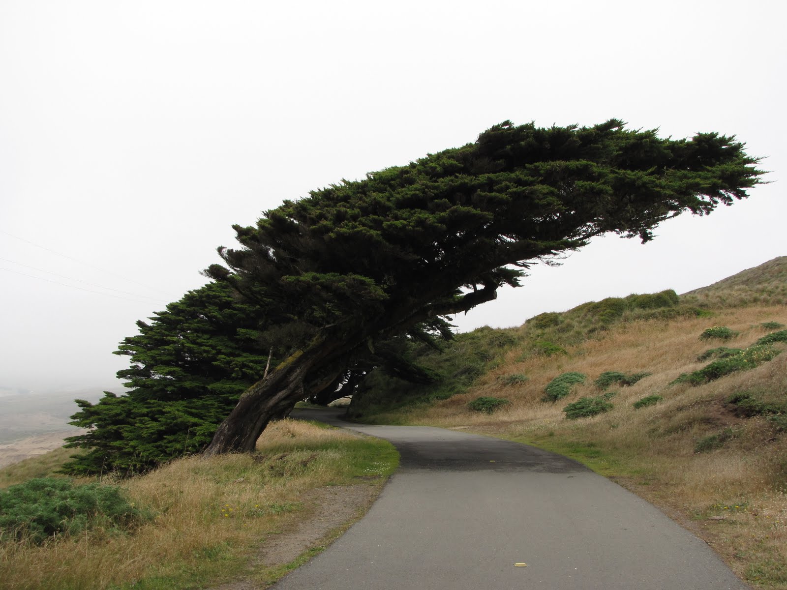 Bent Tree