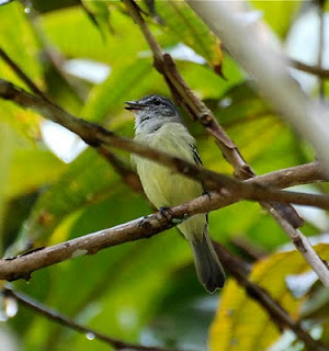 Foothill Elaenia