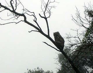 Great Horned Owl