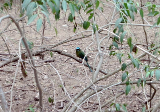 Blue-Crowned Motmot